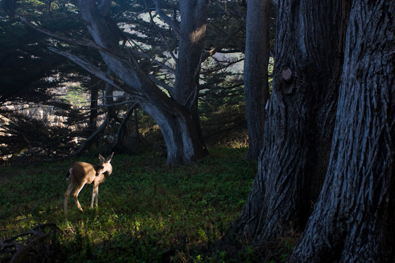 Mule Deer In Sunlight